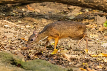 The Lesser Mouse Deer or Lesser Oriental Chevrotain (Tragulus kanchil) is a tiny, delicate mammal with slender legs, a rounded body, and a pointed face. 