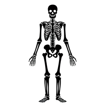 skeleton silhouette, Halloween.