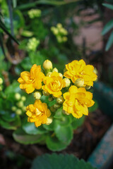 Yellow flower with green leaves in the background 
