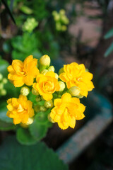 Yellow flower with green leaves in the background 