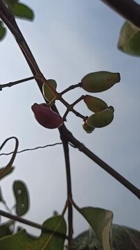  Syzygium cumini unripe
