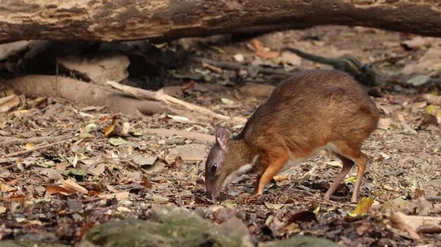 The Lesser Mouse Deer or Lesser Oriental Chevrotain (Tragulus kanchil) is a tiny, delicate mammal with slender legs, a rounded body, and a pointed face. 