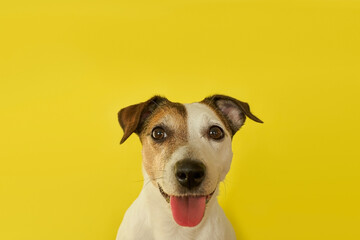 Jack Russell Terrier. A dog. Portrait of a charming, purebred dog. A pet.