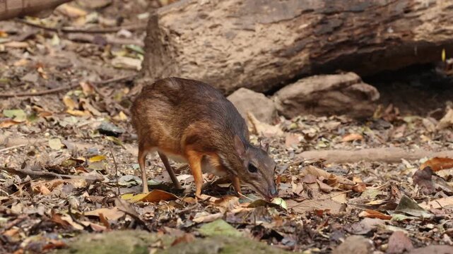 The Lesser Mouse Deer or Lesser Oriental Chevrotain (Tragulus kanchil) is a tiny, delicate mammal with slender legs, a rounded body, and a pointed face. 