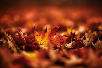 Close-up view of fallen leaves in autumnal colors surrounded by a blurred background.