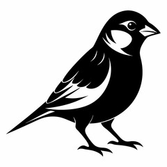 Sparrow isolated on white, sparrow vector illustration, bird on a branch vector art, sparrow silhouette, bird vector icon, sparrow on a branch vector, eps