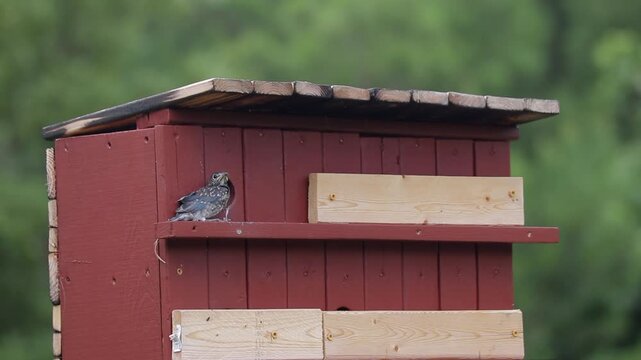 Tripod shot of a Baby Bluebird Standing Still Outside of Birdhouse Preparing to Take Off