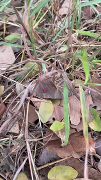 animal wildlife, mammal, outdoors, nature, fauna, beautiful, animal, wild animal, vocalization, video, trunk, squirrel, sound, rodent, palm squirrel, moving, movie, movement, leaf, habitat, funambulus