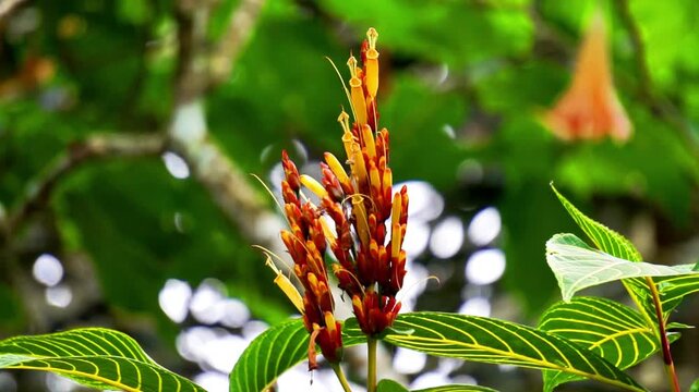 Sanchezia speciosa (Cacak gading, Zebra Plant, Yellow Sanchezia, Shrubby Whitevein, Gold Vein Plant, Sanchezia nobilis). This plant used for  antioxidant, anticancer and antibacterial, antifungal