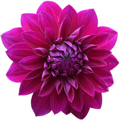 Dalia-purple