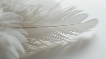 Obraz premium A close-up of a delicate white feather, softly resting on a white background, evoking a sense of lightness and purity.