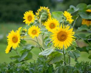 Obraz premium Sunflower in nature garden (Helianthus annuus). Sunflowers against a leafy background. Sunflower background.