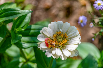 The white flower of the cynium plant