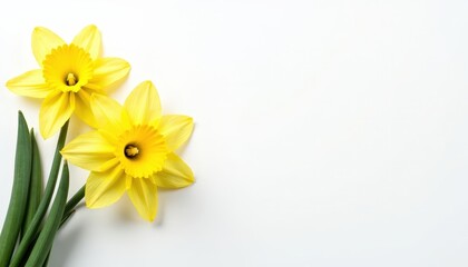 Yellow Daffodils on White Background.