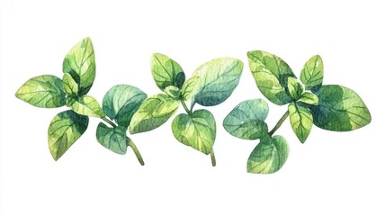 Fototapeta premium Charming and whimsical watercolor of a cute oregano sprig with smiling leaves Perfect for culinary branding packaging design recipe books kitchen decor or any projects related to healthy natural