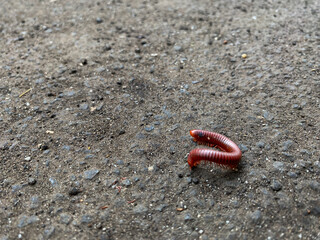 A close-up of a small, reddish-brown millipede curled up in a C-shape on dry soil. The millipede has many tiny legs visible along its body