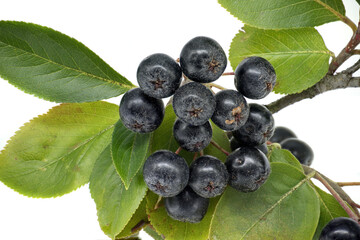 Close-up of aronia melanocarpa (black chokeberry) branch with ripe berries and green leaves