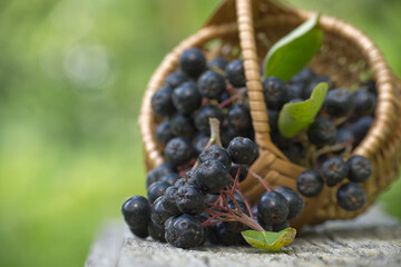 Fresh black chokeberry berries in a wicker basket outdoors