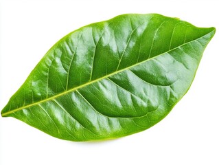 Obraz premium A fresh green leaf on a white background
