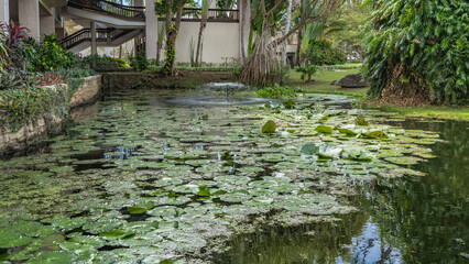 A pond with water lilies in a tropical park. Green leaves float on the surface. Buds on long stems rise above the water. A building with stairs and terraces in the distance. Lush vegetation. 