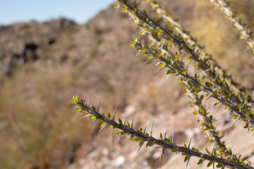 Ocotillo plant with small green leaves and sharp spines