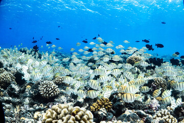 Convict surgeonfish and corals in Manihi, French polynesia, Tuamotu