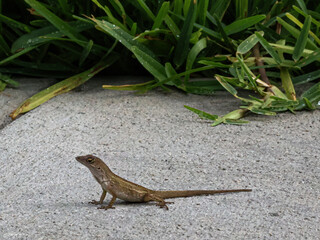 lizard on the road
