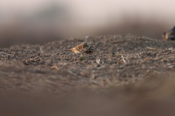 Small brown bird on ground. Bird background.