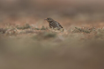 Small brown bird on ground. Bird background.