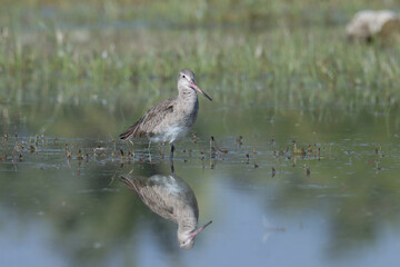 Godwit wading in the river water. Bird background.