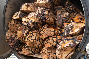 Piezas de agaves cocinados en un horno de autoclave en Jalisco.