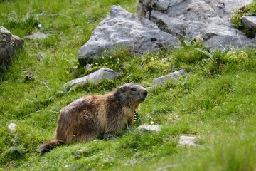 A marmot in the green grass between the stones, found in the Pyrenees, around Refuge des Oulettes de Gaube. Pyrenees National Park