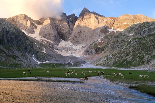 Mountain massif with Vignemale -the highest peak of French Pyrenees and green meadow with grazing herd of sheep in sunrise light. Around Refuge des Oulettes de Gaube