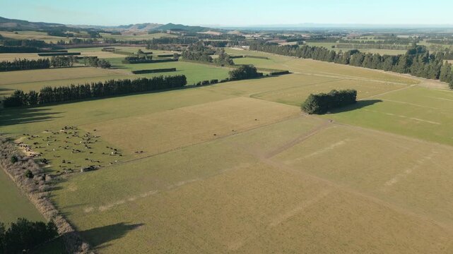 Wide Open Flat Farm Land In Canterbury New Zealand With Cows
