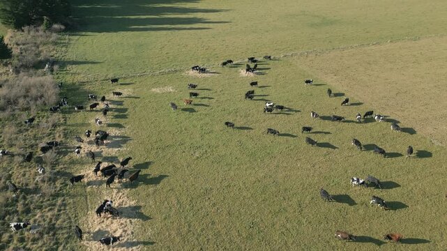 New Zealand Dairy Cows Eating Hay In Winter Canterbury Drone Pull Back