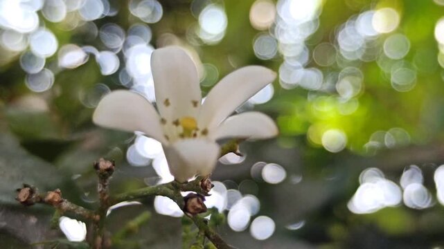 Murraya paniculata