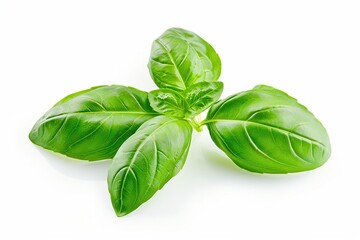 Obraz premium Basil Leaves Isolated on White Background. Fresh Green Herb and Spice Concept