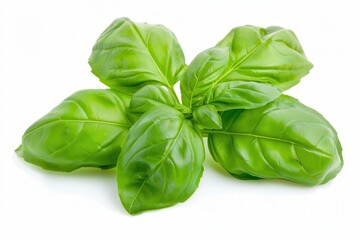 Fototapeta premium Basil Leaves Isolated on White Background. Fresh Green Herb for Organic Cooking
