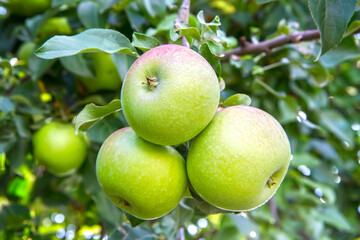 Yellow apples on a branch in the garden. Cultivation of natural fruits.