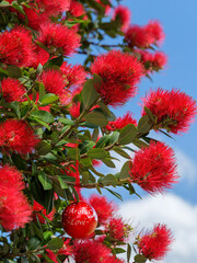 A shiny red Christmas bauble hanging in a Summer flowering New Zealand Pohutukawa tree. 