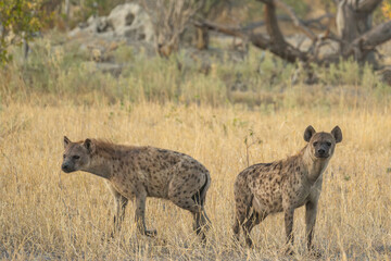Hyena, detail portrait. Spotted hyena, Crocuta crocuta, angry animal near the water hole, dark forest with trees. Animal in nature, Okavango, Botswana. Wildlife Africa.