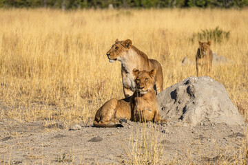 Big lion lying on savannah grass. Landscape with characteristic trees on the plain and hills in the background