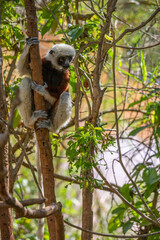 Africa, Madagascar, Anosy, Berenty Reserve. Ring-tailed lemur, Lemur catta. Portrait