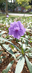 Lone purple flower with ruffled petals blossoming among green foliage, framed by a soft-focus garden background, highlighting its delicate charm in a natural environment.

