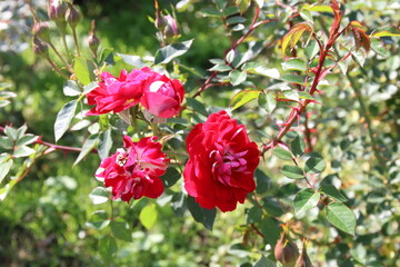 秋の薔薇。ショートケーキ。
