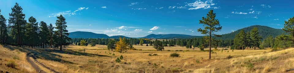 Fototapeta premium Scenic views of trees meadows clear skies and open roads