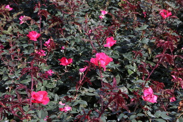 秋の薔薇。ノック・アウト。