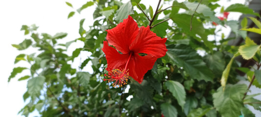 Red hibiscus flower with prominent stamen and pistil, set against green leaves and a blurred background, featuring fully open petals and intricate details with rich color.