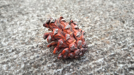 Lone pine cone resting on a rough concrete surface, featuring an open structure and distinct scales, with color fading from light to deep brown hues.