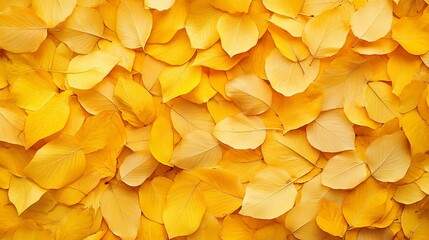 Yellow autumn leaves texture/background.